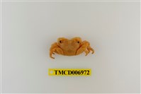 藏品(褶痕厚紋蟹)的圖片